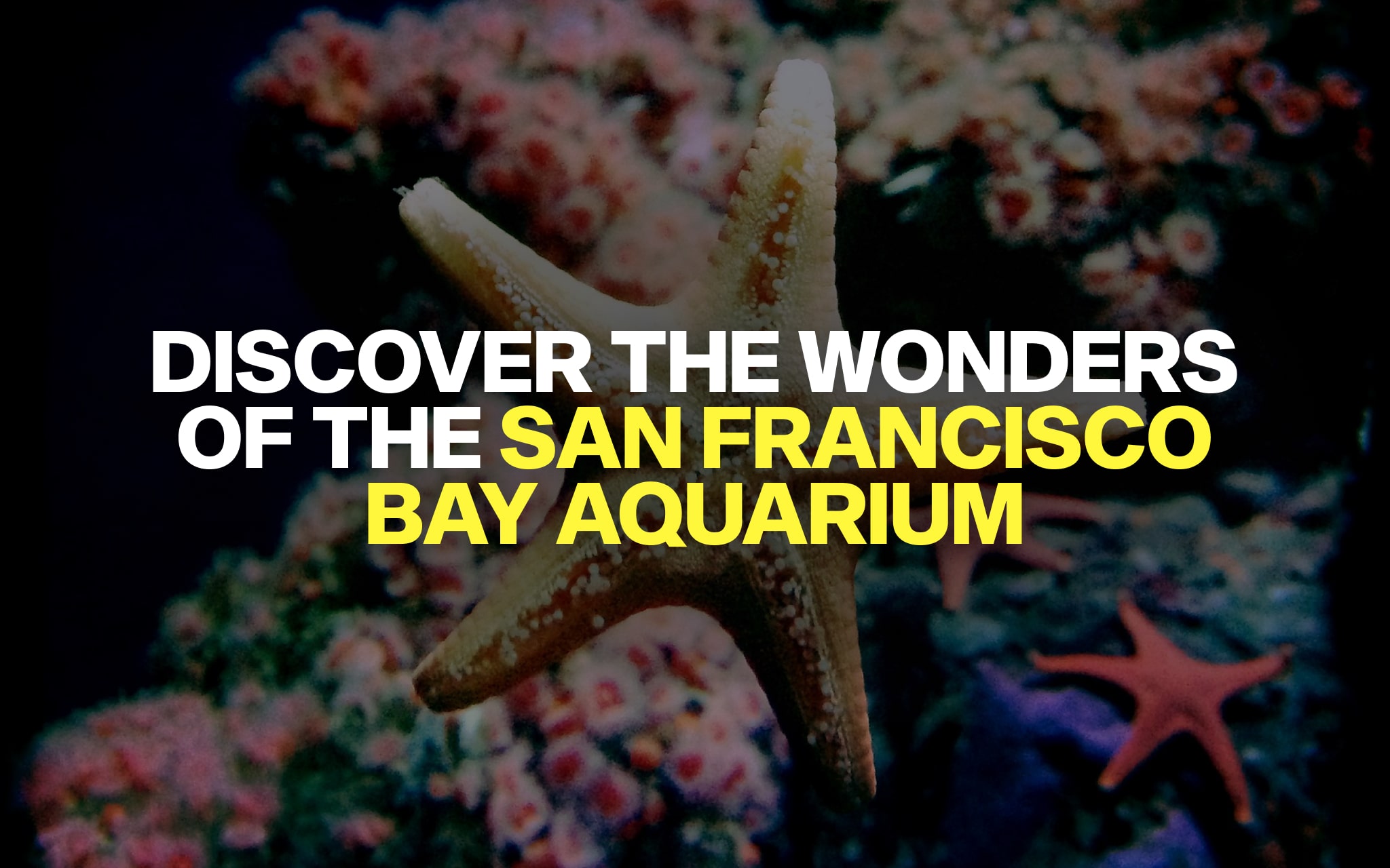 Bay Aquarium