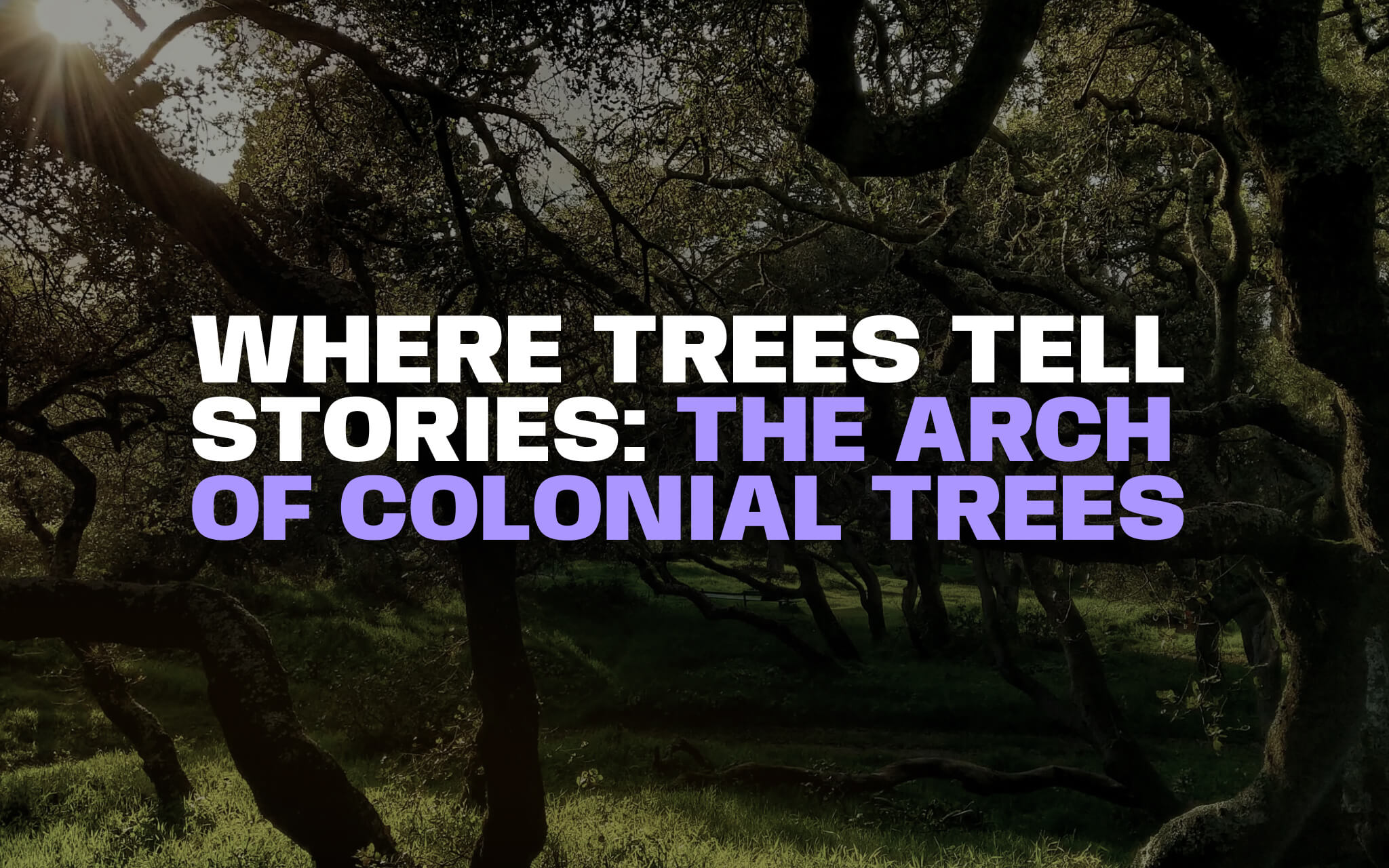 Arch of Colonial Trees