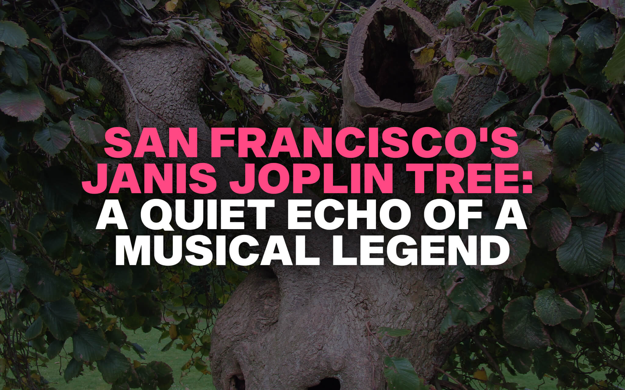 Janis Joplin Tree