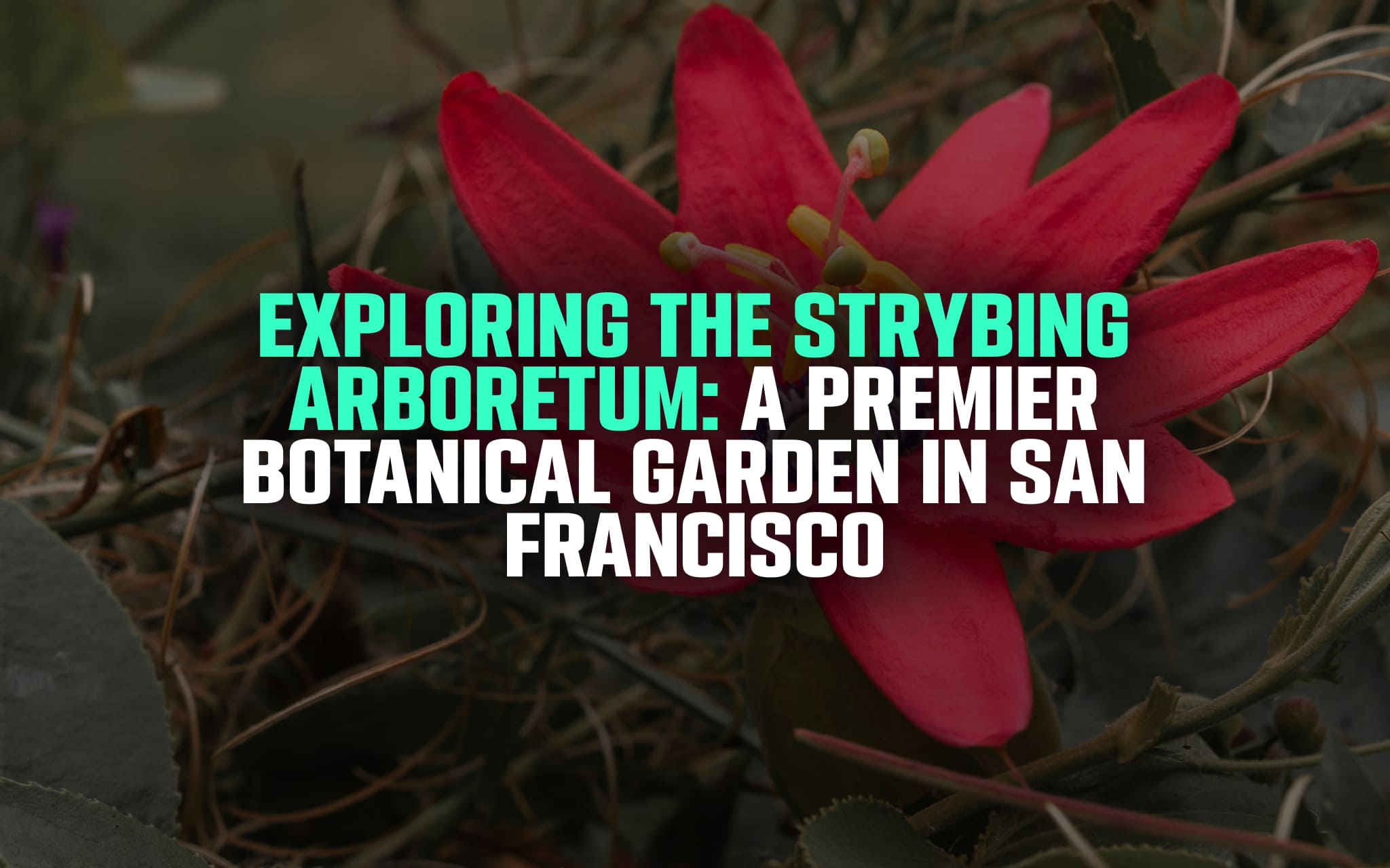 Strybing Arboretum